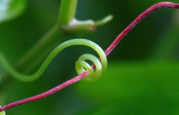 Seeking life inspiration from tendrils!